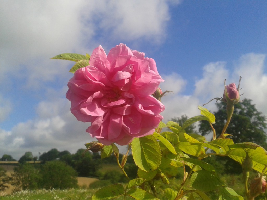 rose-de-damas