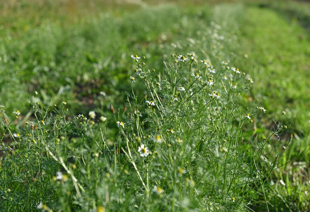 camomille-matricaire